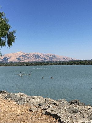 Pelicans on Lake Elizabeth with Freemont's golden hills in the distance