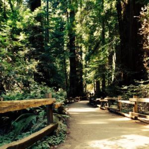 Picture of fence-lined trail through redwoods at Muir Woods