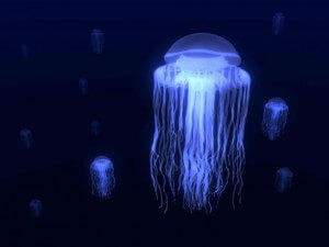 Cool pic of box jelly