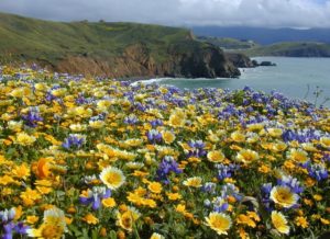 Purple and yellow wildflowers blooming with the California coast visible behind them