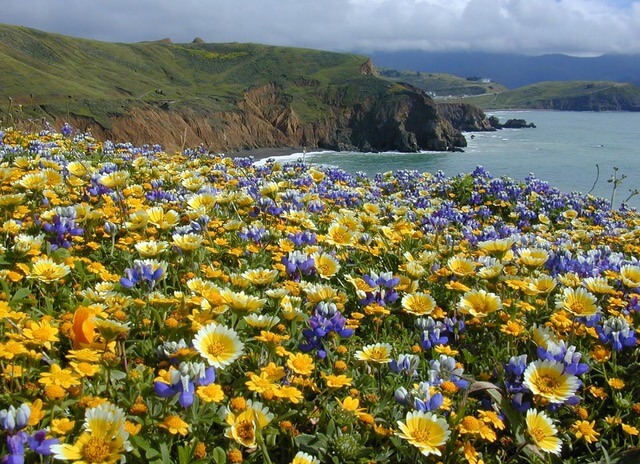 Purple and yellow wildflowers blooming with the California coast visible behind them