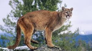 Mountain Lion