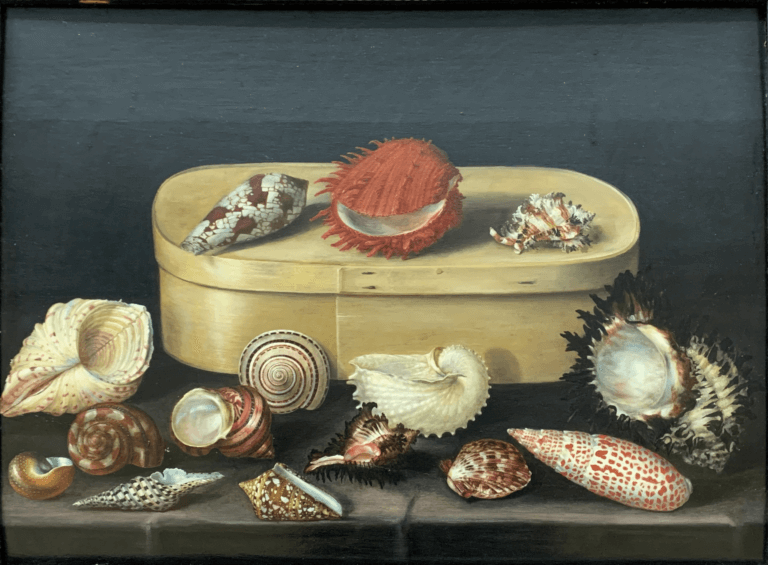 Still life painting of Sea Shells of Different Sizes, Shapes and Colors