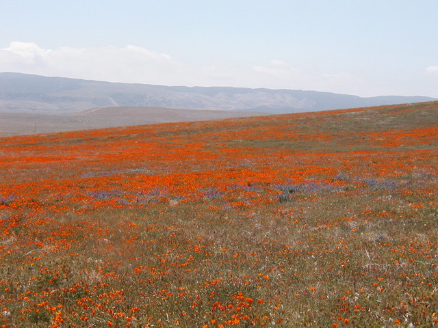 Photo description-A field of bright orange poppies with hills in the background Antelope Valley Poppy Preserve in SoCal (2008)